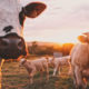 General Secretary of the Manx National Farmers’ Union, Andy Cooper, Island Influencer